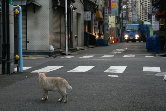 街のねこたち