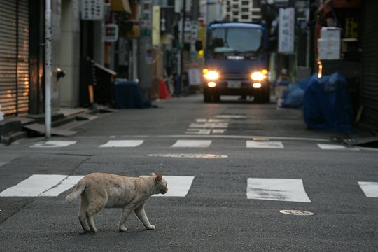 街のねこたち