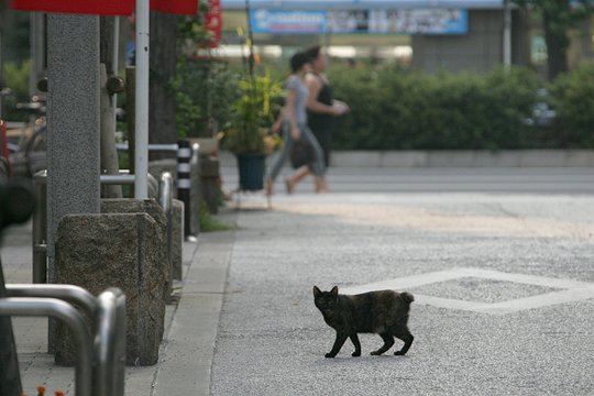 街のねこたち