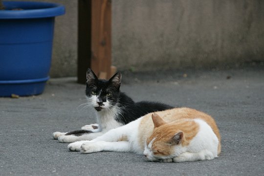 街のねこたち