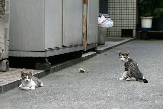 街のねこたち