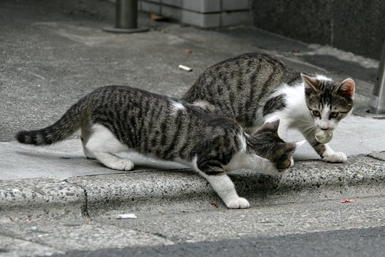 街のねこたち