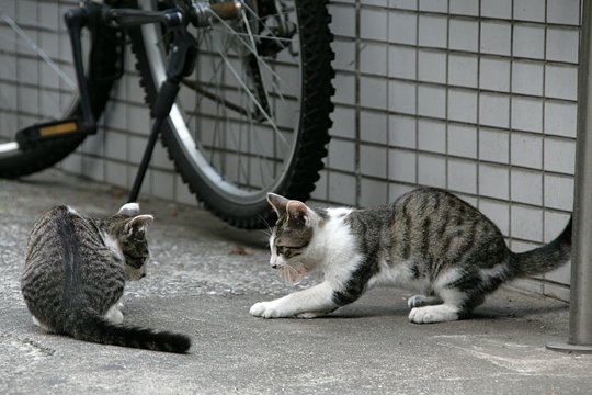 街のねこたち