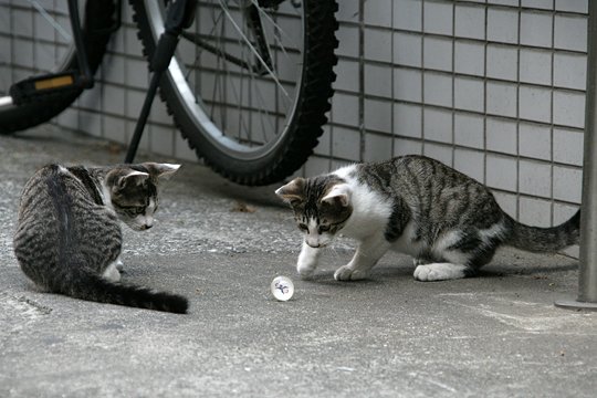 街のねこたち