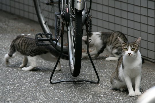 街のねこたち