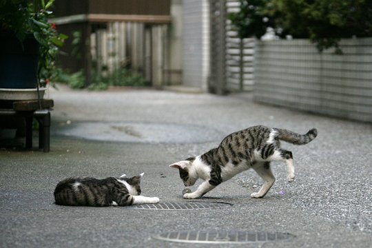 街のねこたち