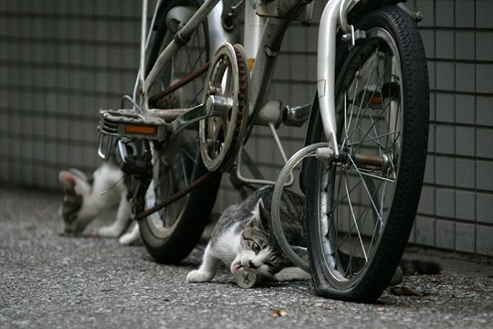 街のねこたち