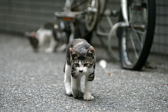 街のねこたち