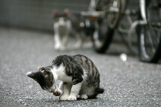 街のねこたち