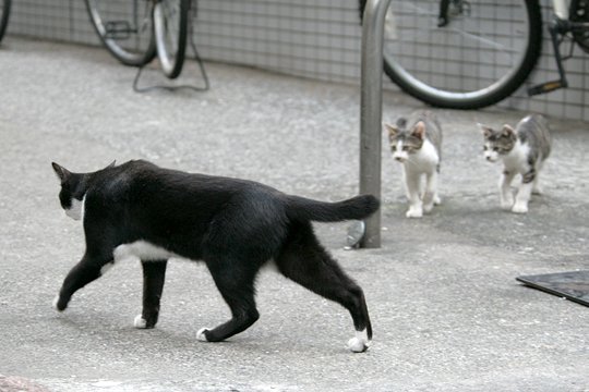 街のねこたち