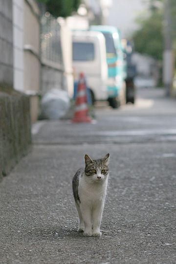 街のねこたち