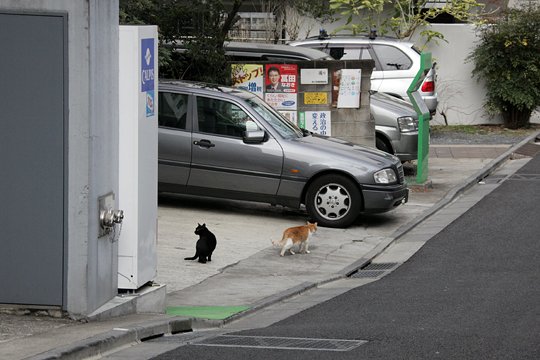 街のねこたち