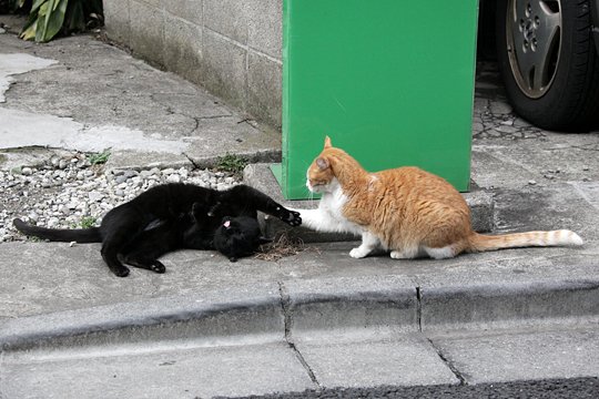 街のねこたち