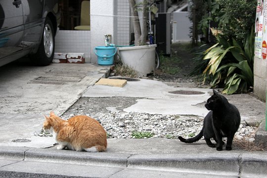 街のねこたち