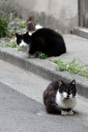 街のねこたち