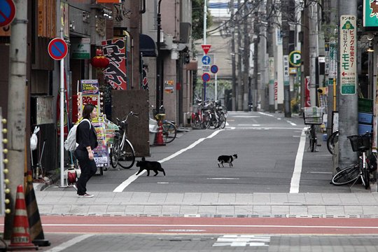 街のねこたち