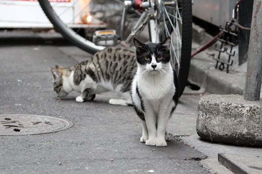 街のねこたち