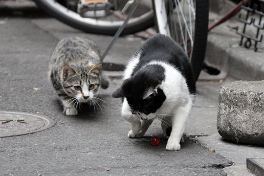 街のねこたち