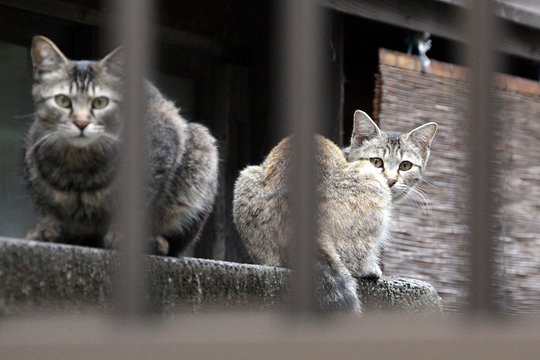 街のねこたち