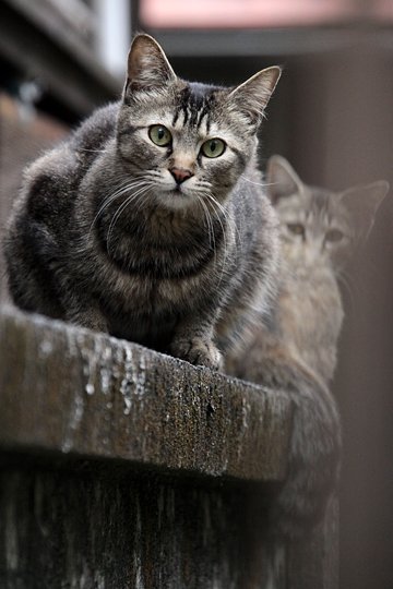 街のねこたち
