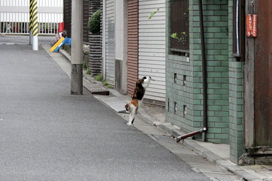 街のねこたち