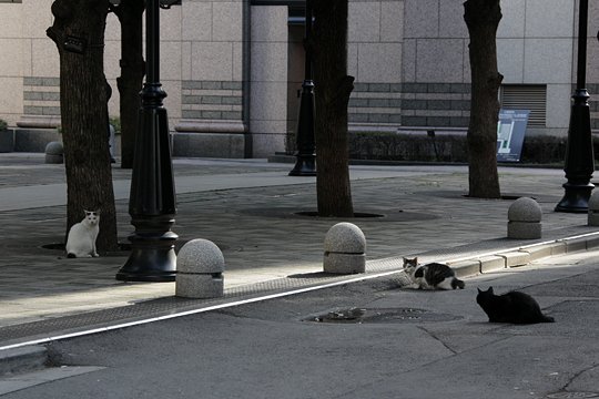 街のねこたち