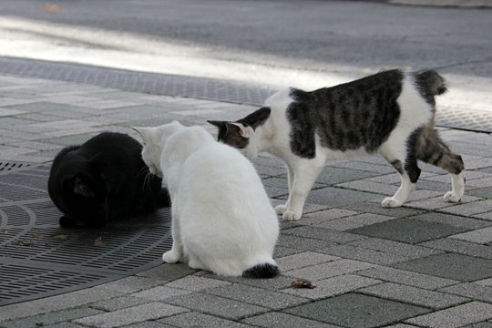 街のねこたち