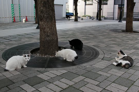 街のねこたち