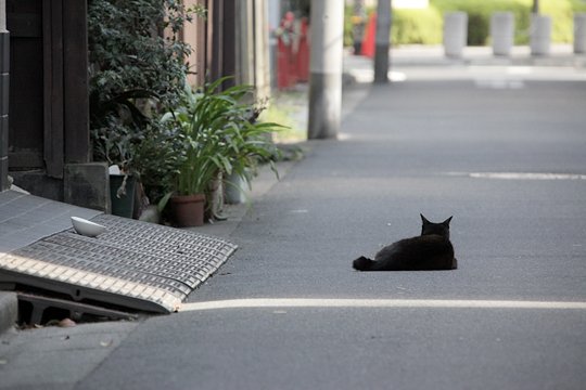 街のねこたち