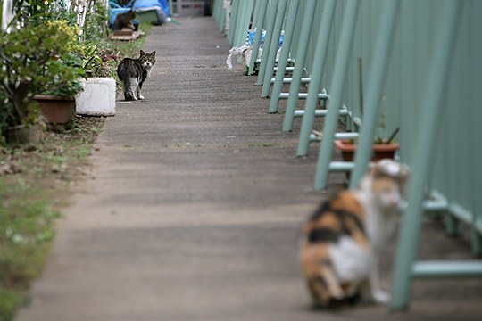 街のねこたち