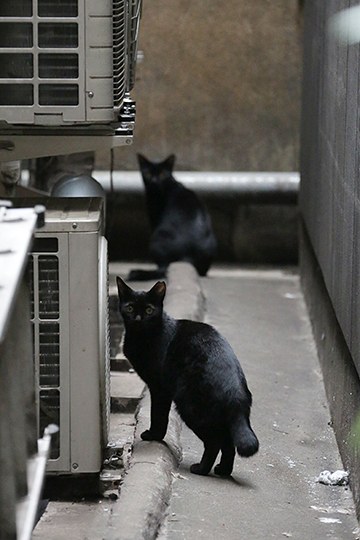 街のねこたち