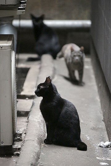 街のねこたち