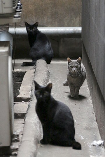 街のねこたち