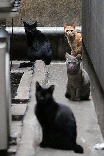 街のねこたち