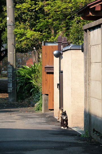 街のねこたち