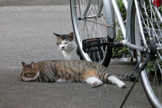 街のねこたち