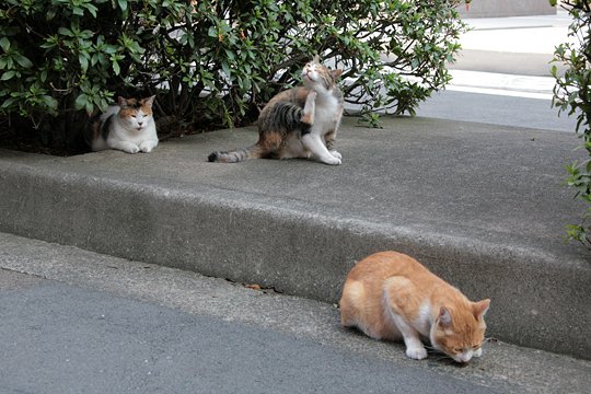 街のねこたち