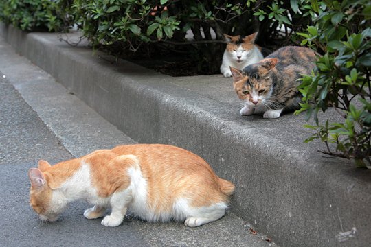 街のねこたち