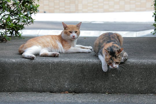 街のねこたち