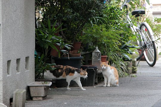 街のねこたち