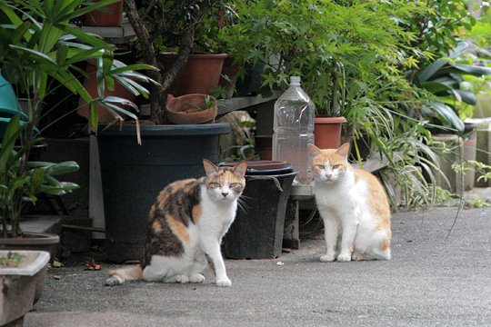 街のねこたち