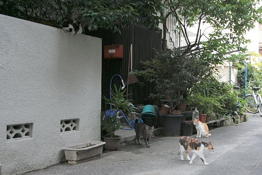 街のねこたち