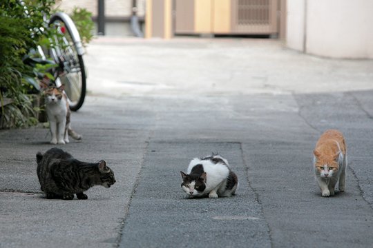 街のねこたち