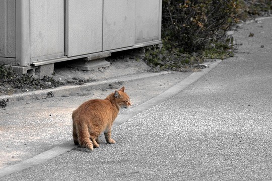 街のねこたち