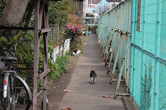 街のねこたち