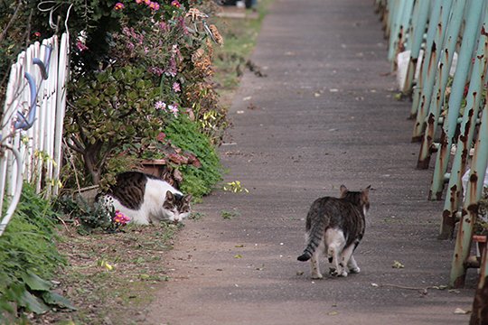 街のねこたち