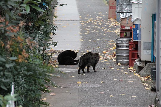 街のねこたち