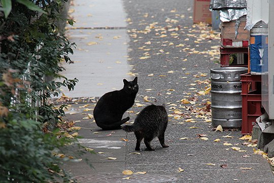 街のねこたち