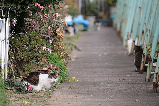 街のねこたち