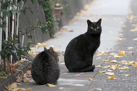 街のねこたち